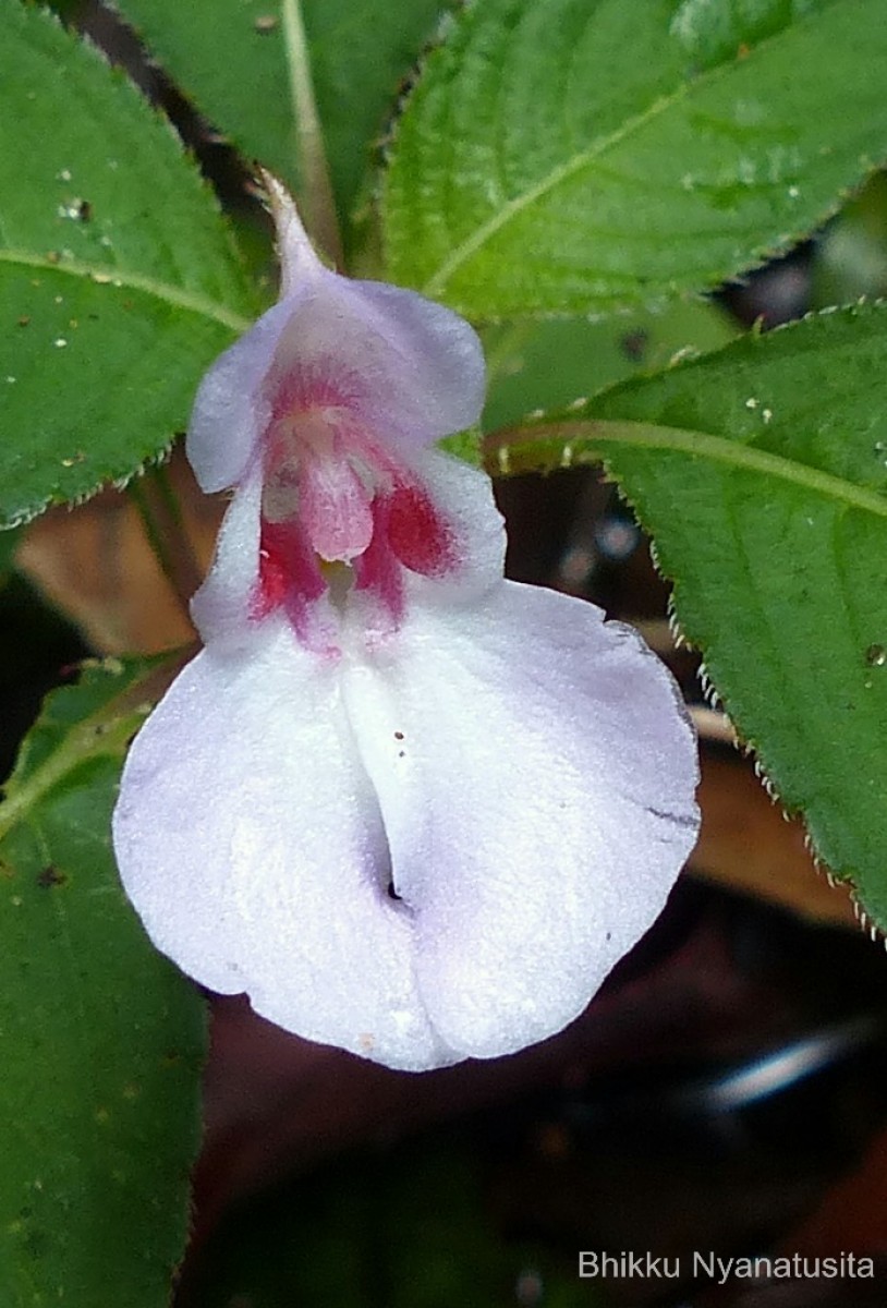 Impatiens truncata Thwaites